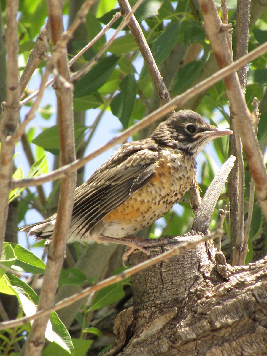 American Robin - ML647673866