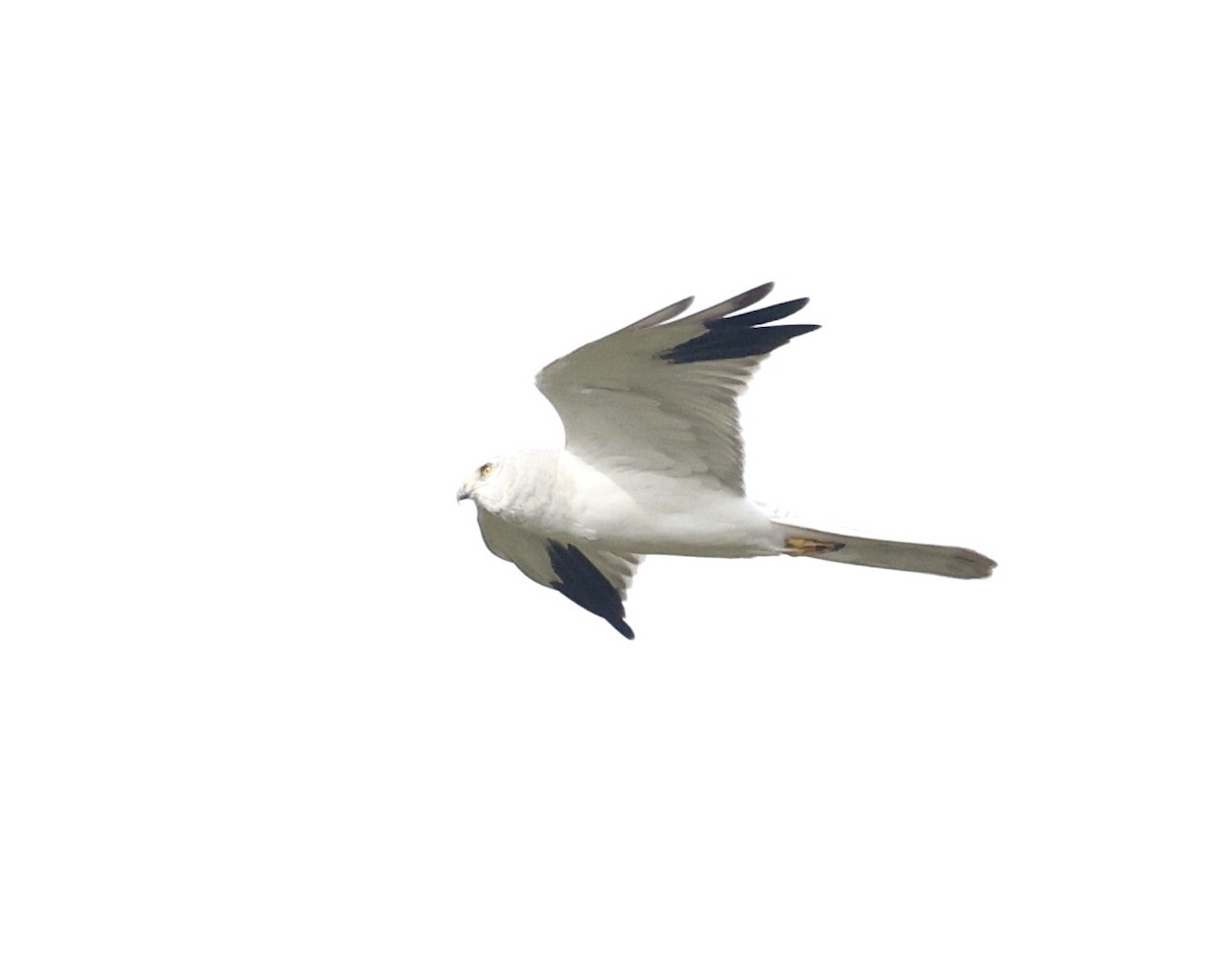 Aguilucho Papialbo - ML647673877