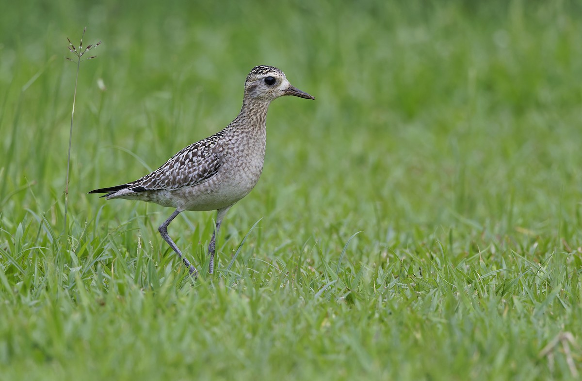 Pluvier fauve - ML647673885