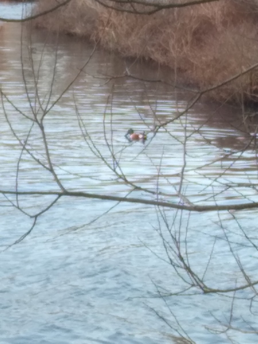 Canard souchet - ML647673889