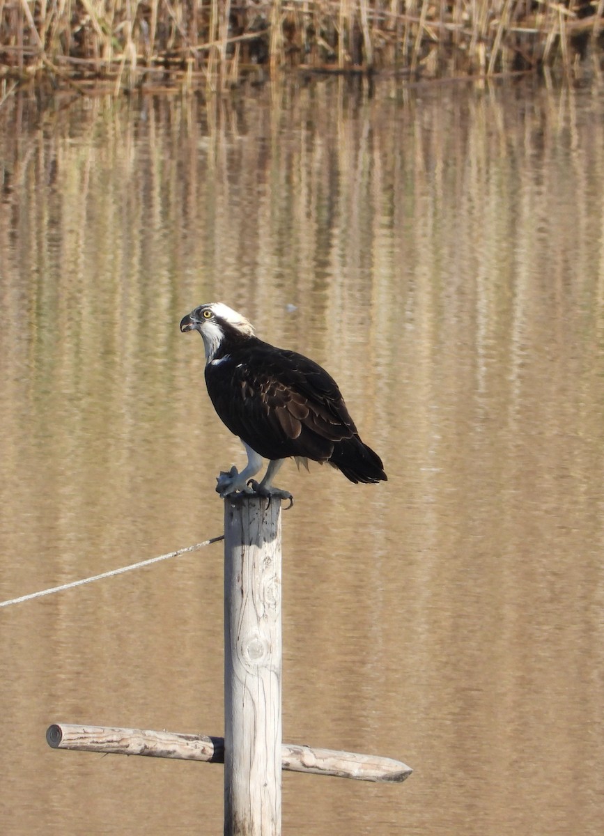 Balbuzard pêcheur - ML647673892