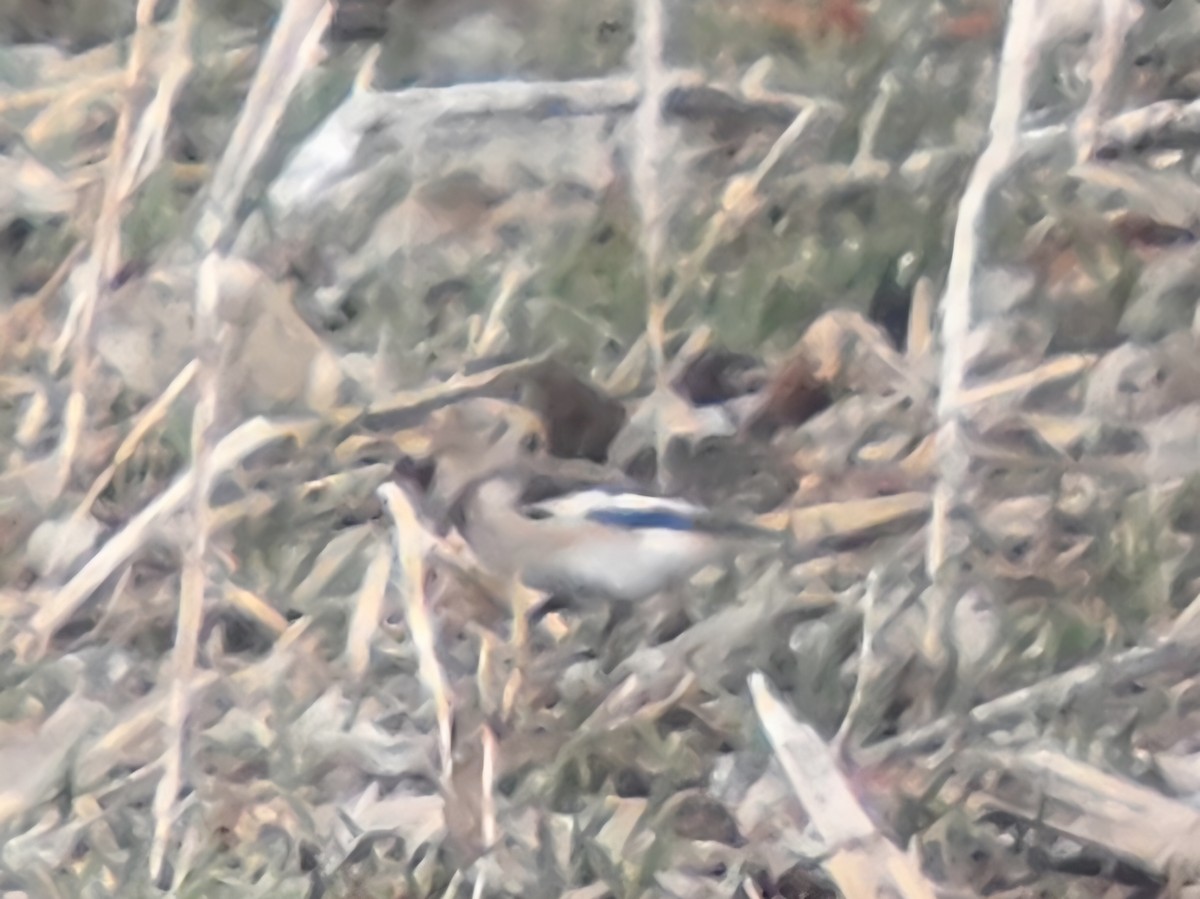 Plectrophane des neiges - ML647673895