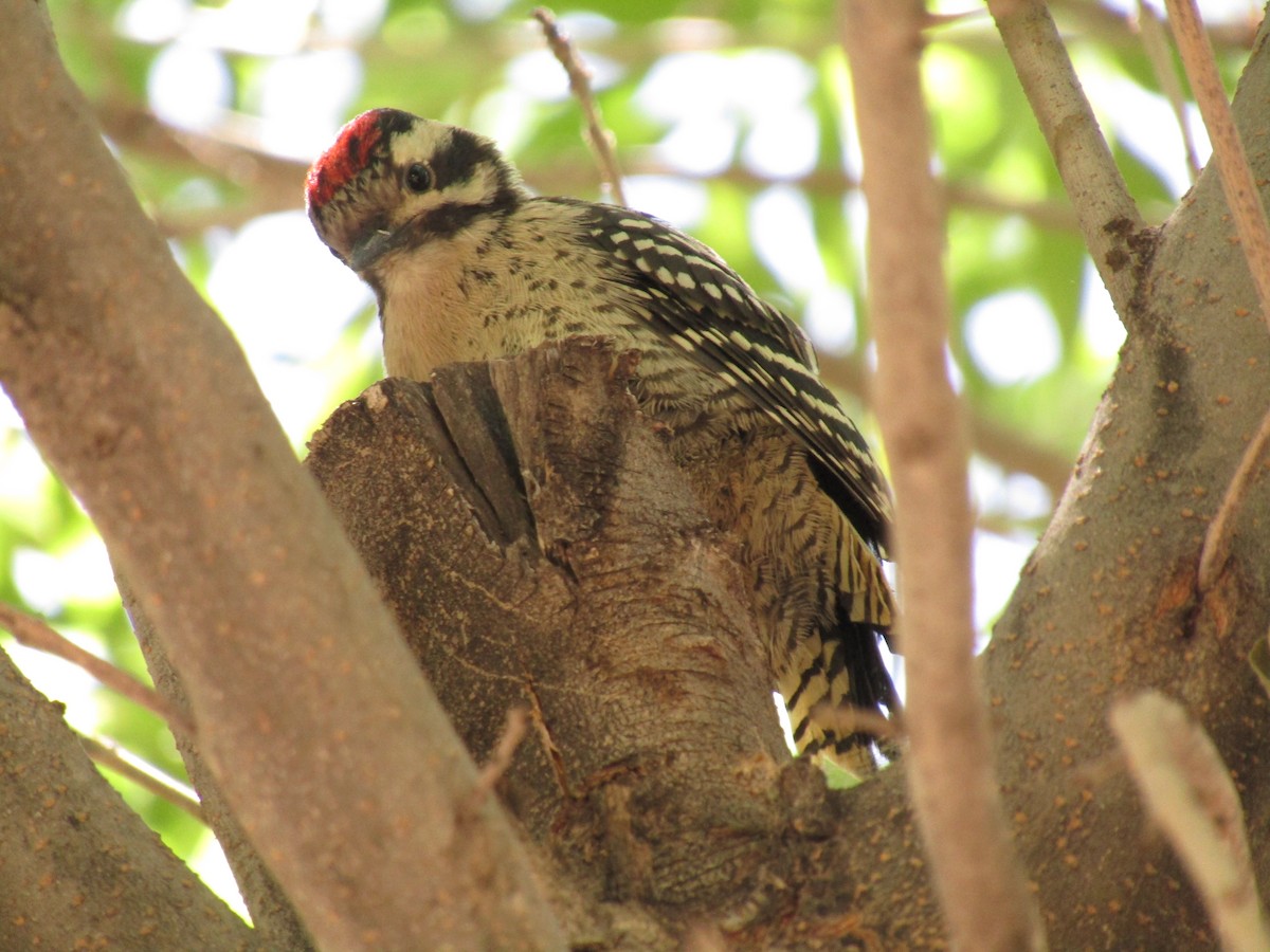 Pic arlequin - ML647673897