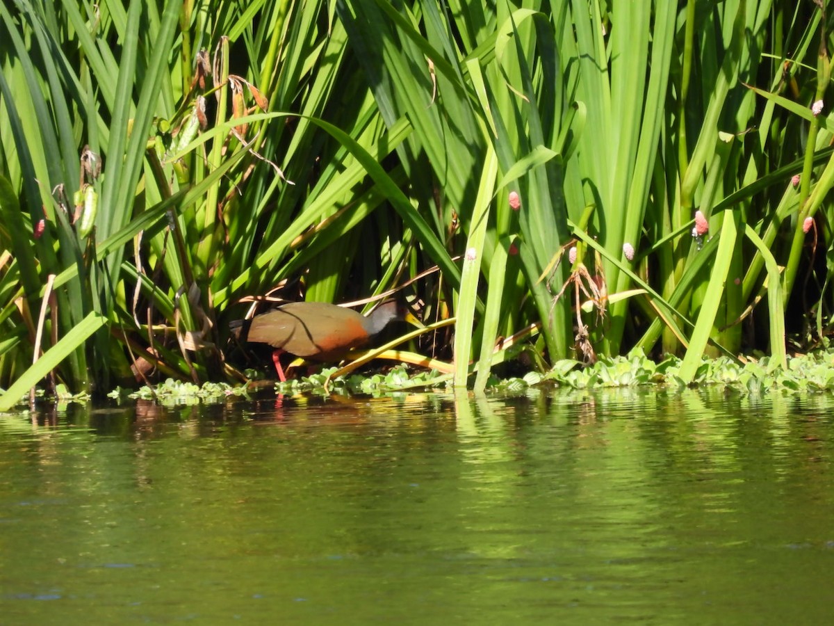 Râle de Cayenne - ML647673899