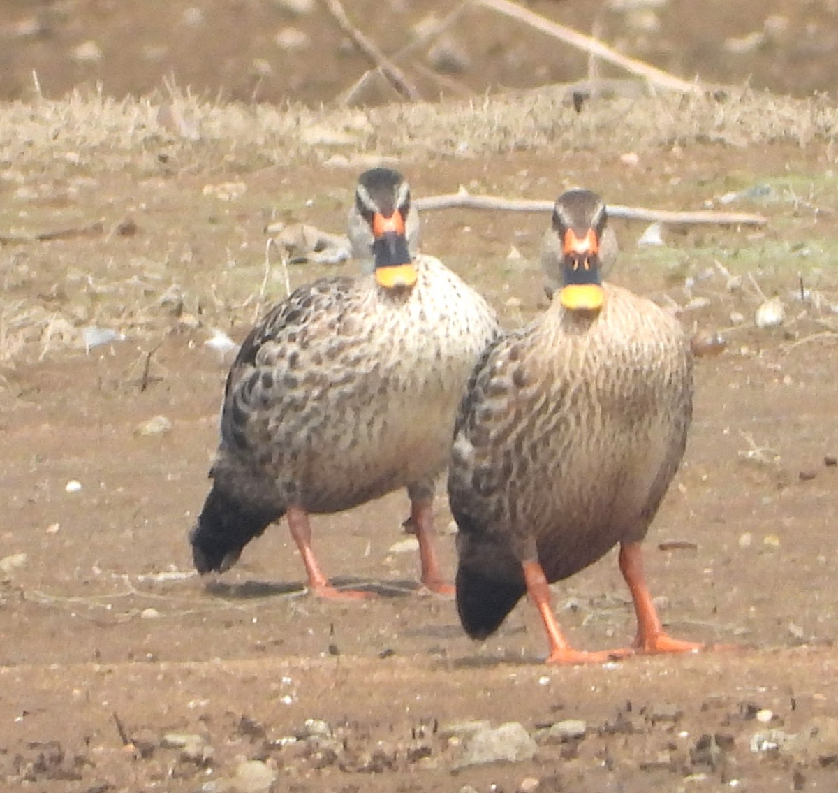Canard à bec tacheté - ML647673906