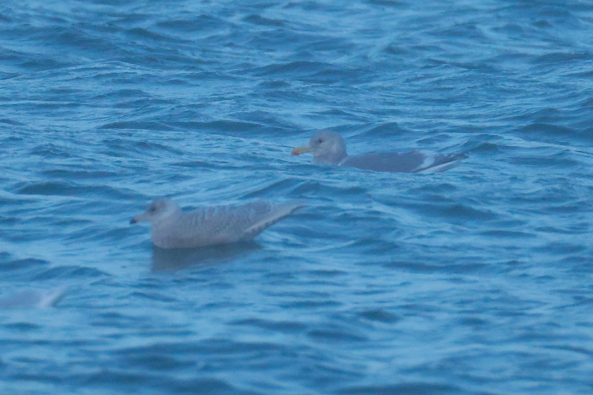 Goéland à ailes grises - ML647673907