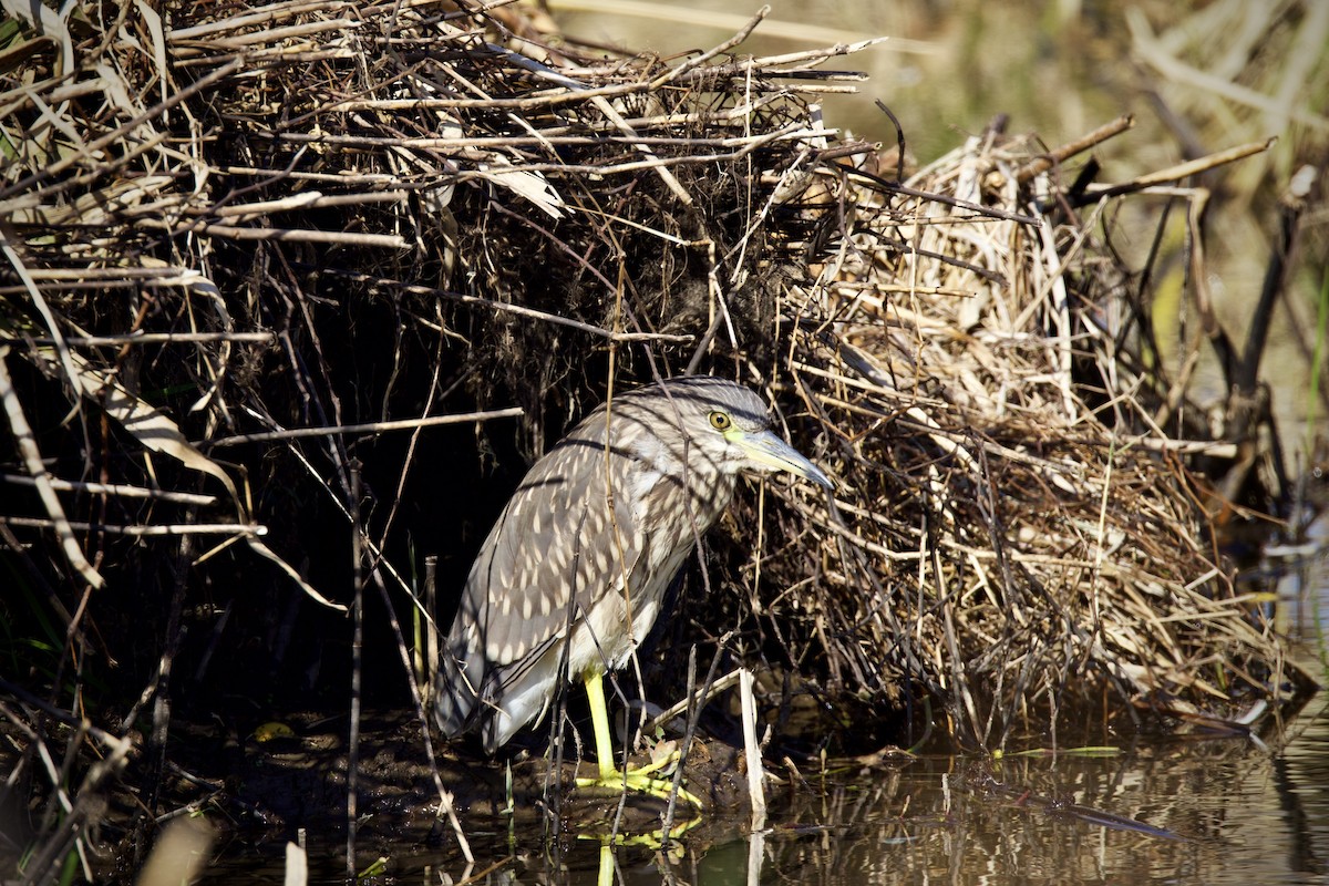 Bihoreau gris - ML647673908