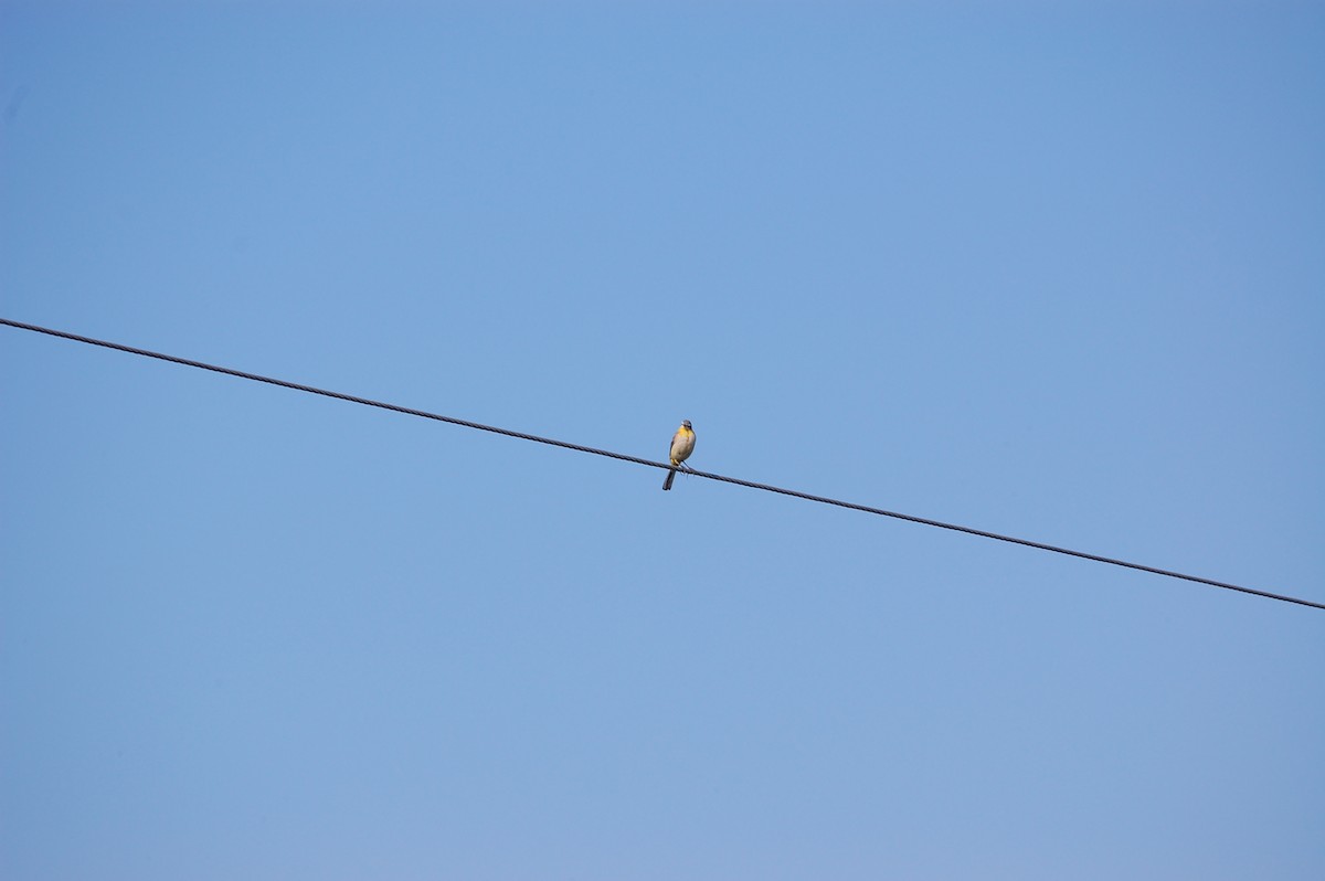 Moineau à gorge jaune - ML647673910