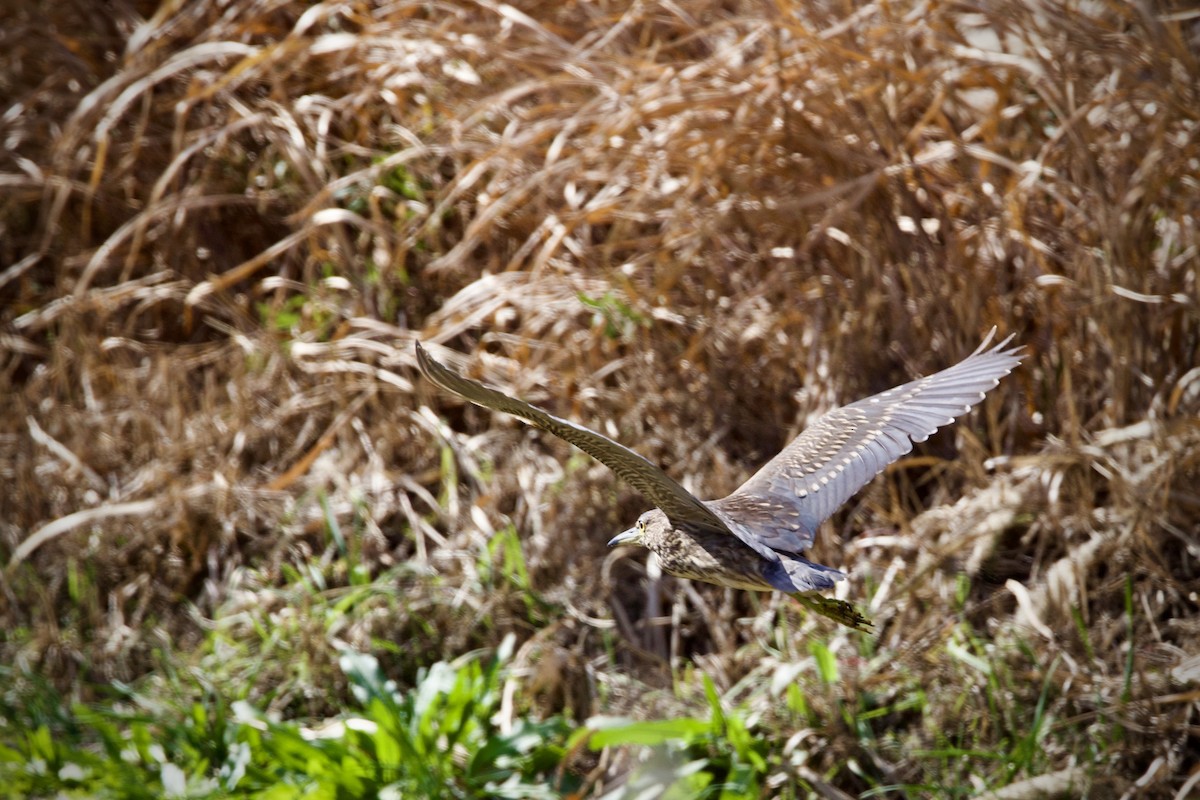 Bihoreau gris - ML647673911