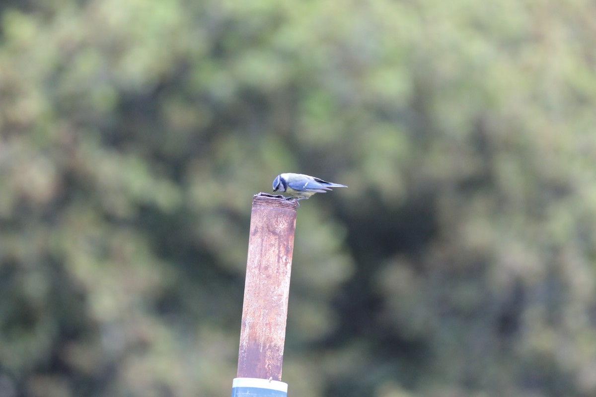 Mésange bleue - ML647673912