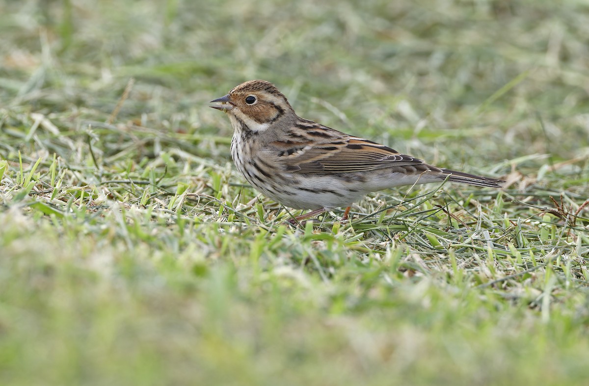 Bruant nain - ML647673913