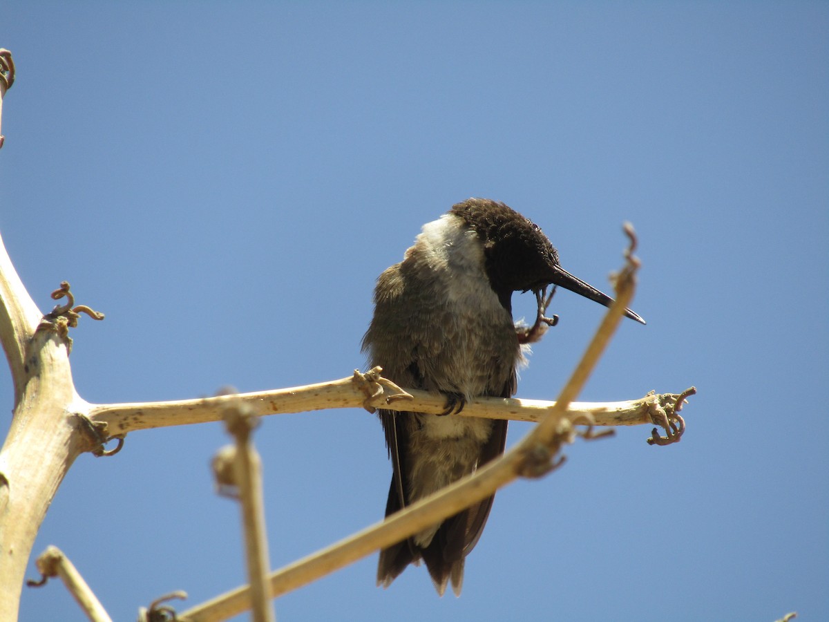 Colibri à gorge noire - ML647673915
