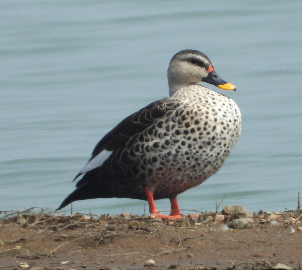 Canard à bec tacheté - ML647673916