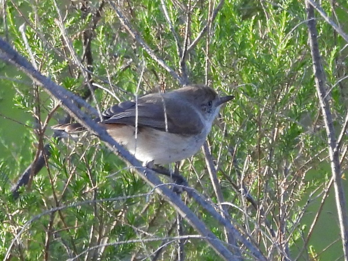 Acanthize à croupion roux - ML647673918