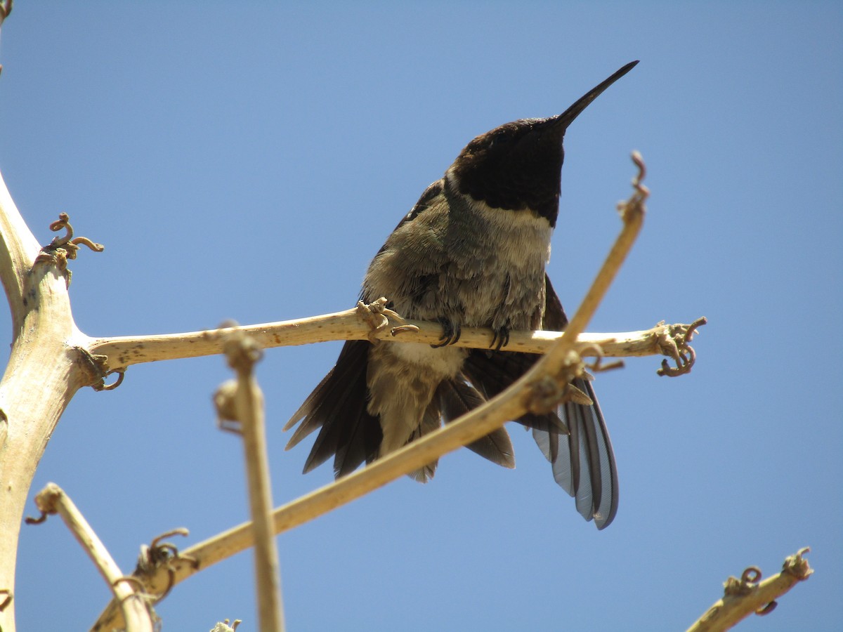 Colibri à gorge noire - ML647673919