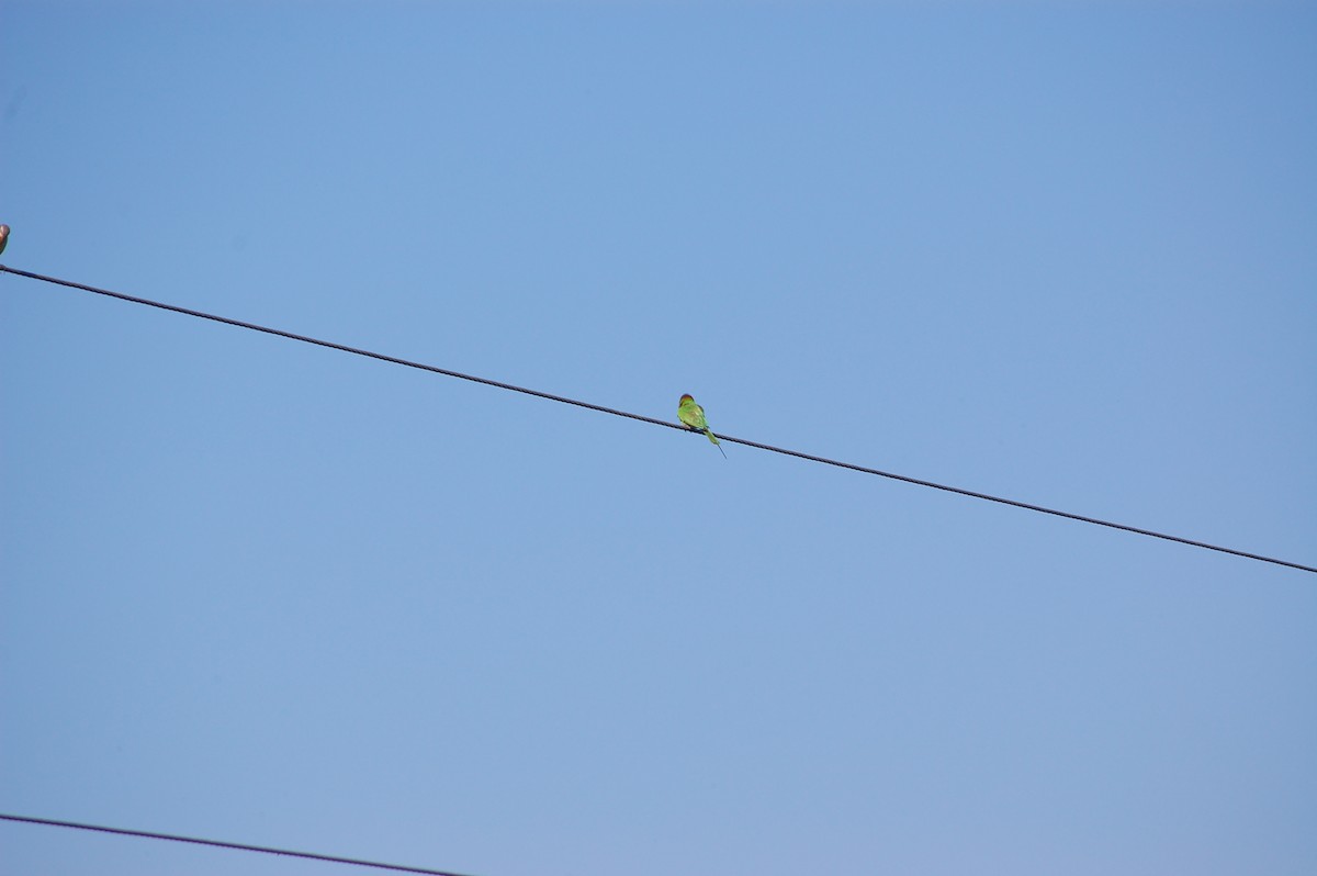 Moineau à gorge jaune - ML647673921