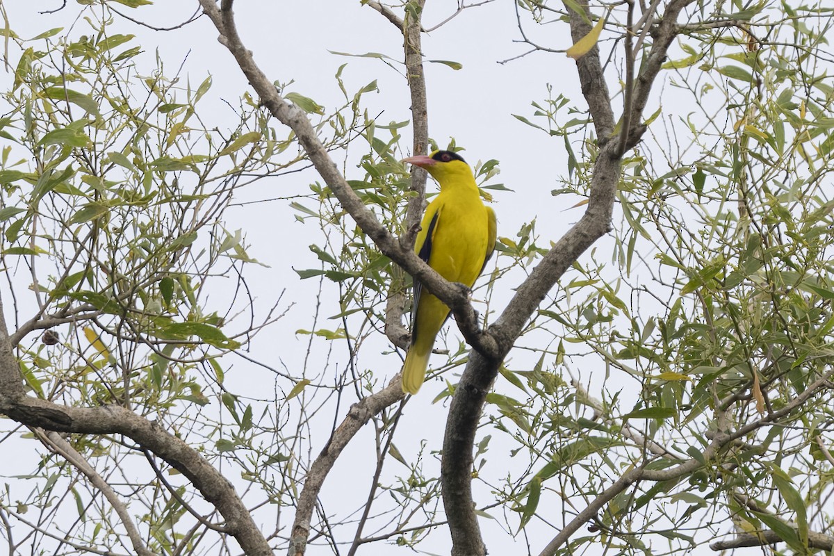 Loriot de Chine (groupe maculatus) - ML647673922