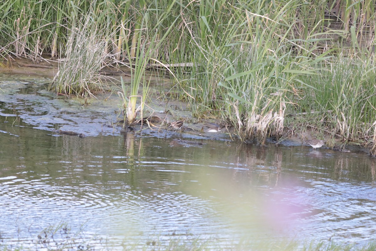 小鷸 - ML647673985