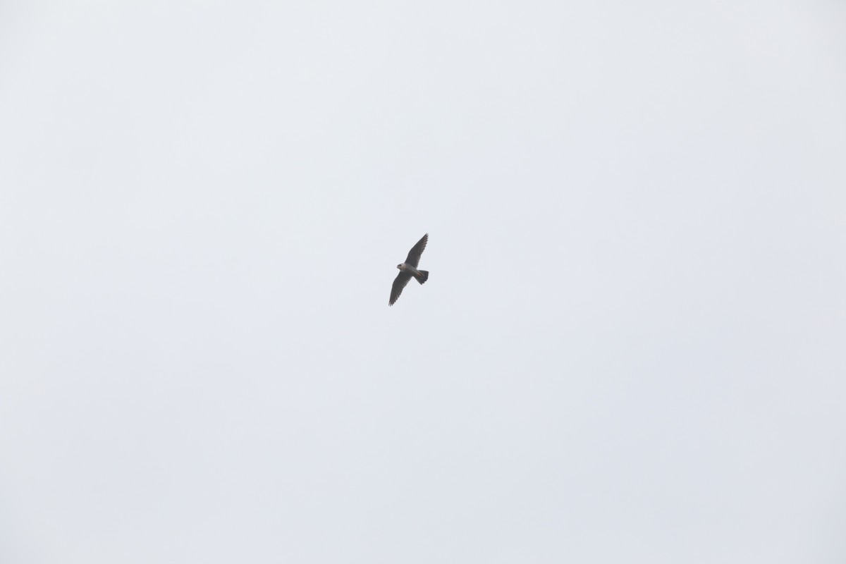 Peregrine Falcon - ML647674069