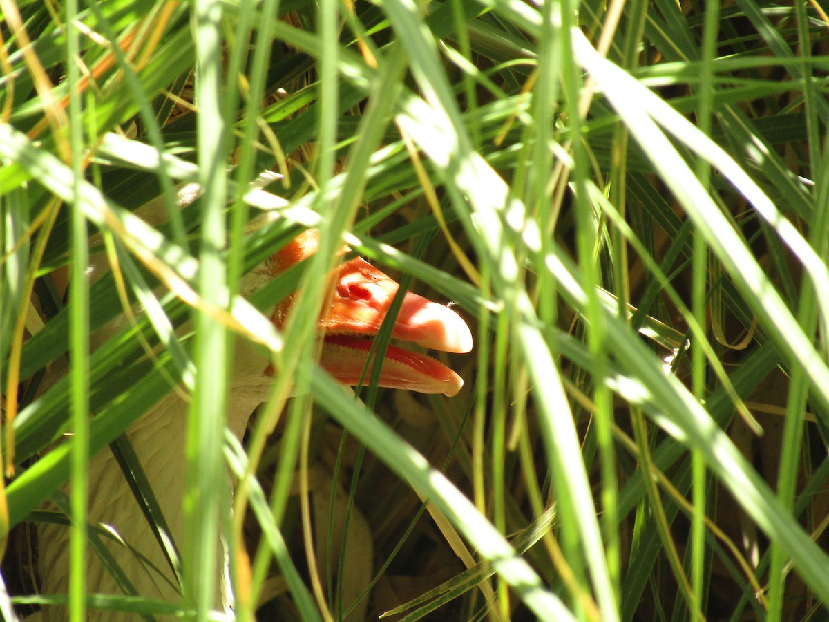 Antzara hankagorrizta (etxekoa) - ML647674087