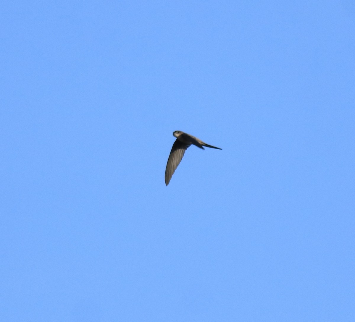 Asian Palm Swift - ML647674090