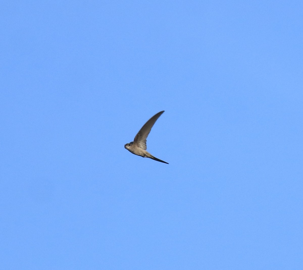 Asian Palm Swift - ML647674091