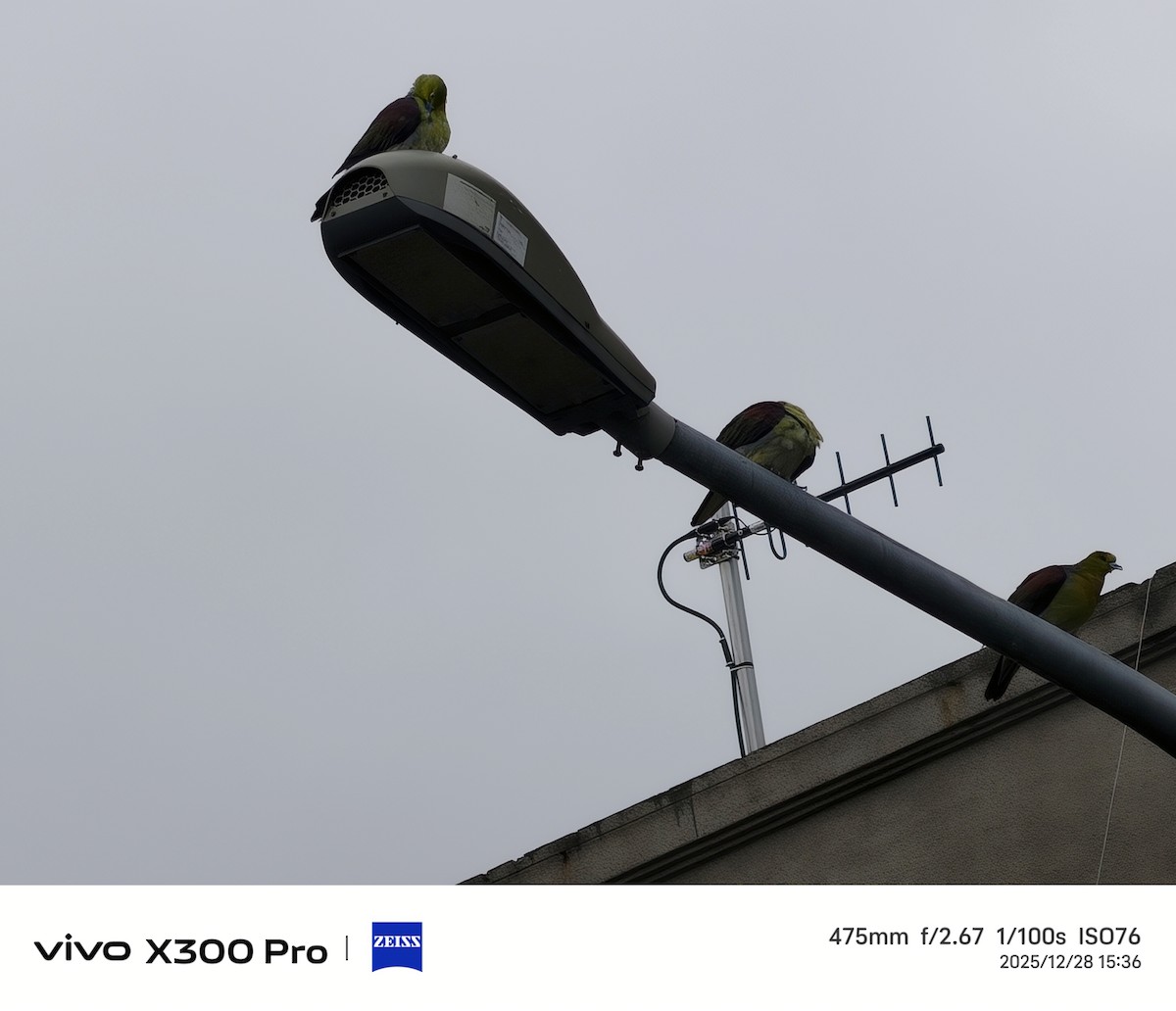 White-bellied Green-Pigeon - ML647674094