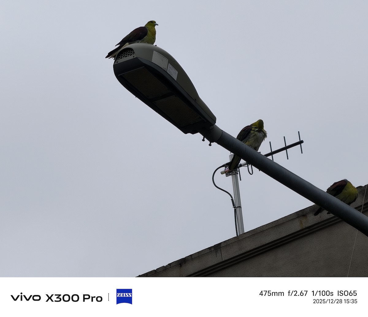 White-bellied Green-Pigeon - ML647674095