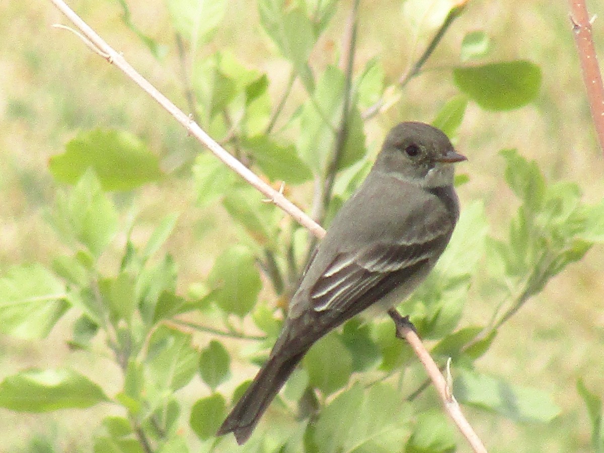 Western Wood-Pewee - ML647674097
