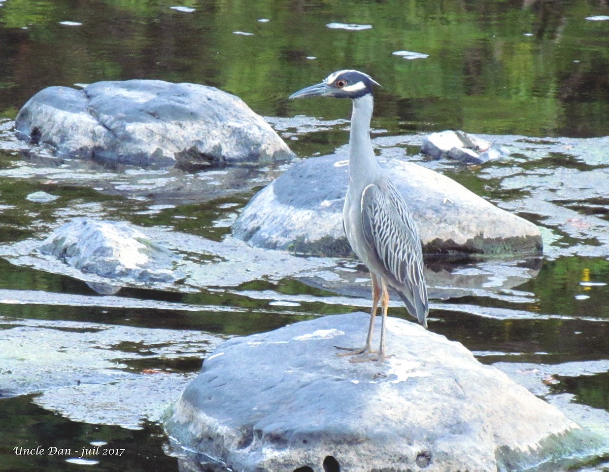 Yellow-crowned Night Heron - ML64767411