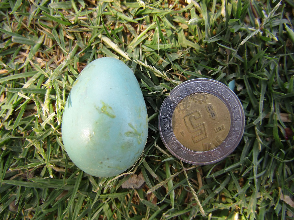 American Robin - ML647674121