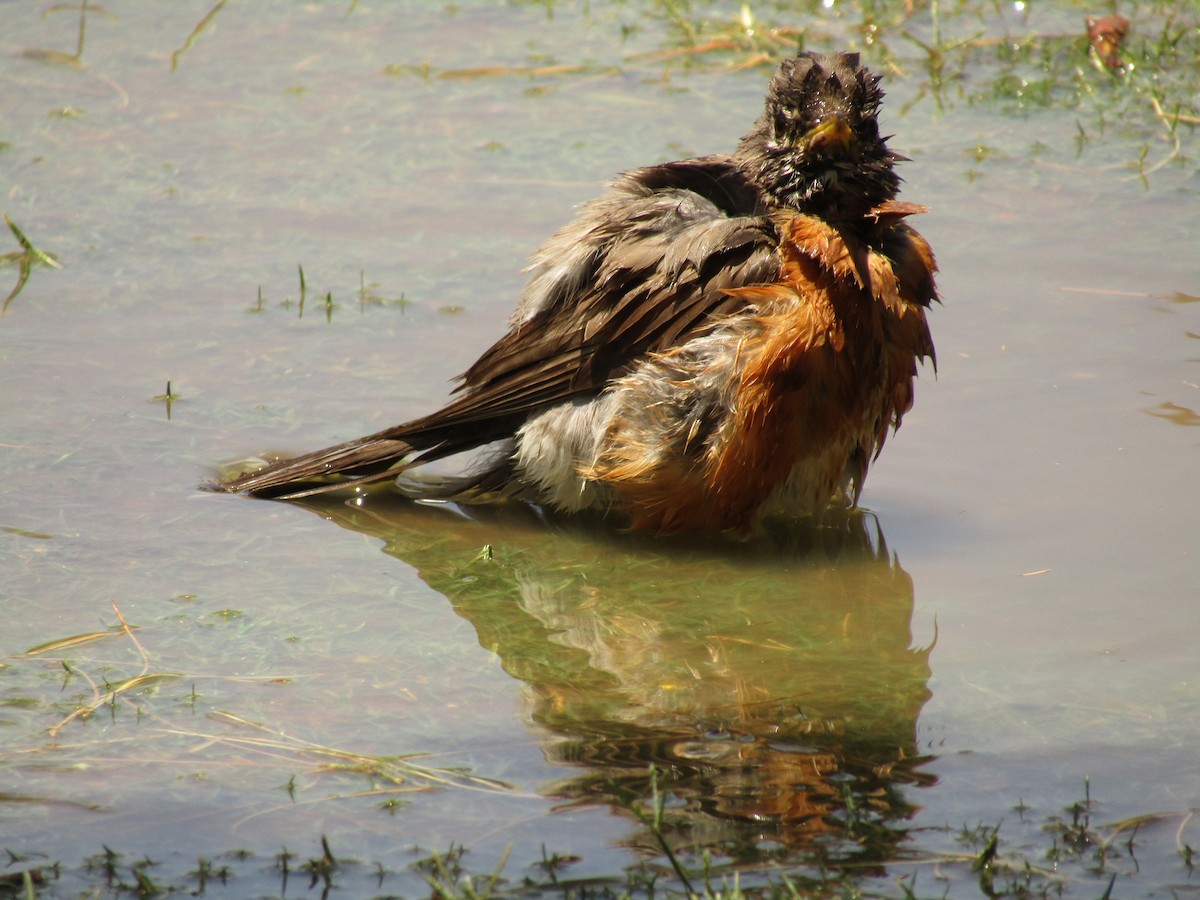 American Robin - ML647674122