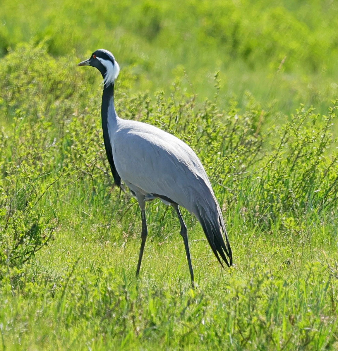 Telli Turna - ML647674145