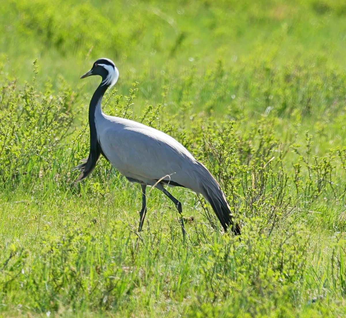 Telli Turna - ML647674146