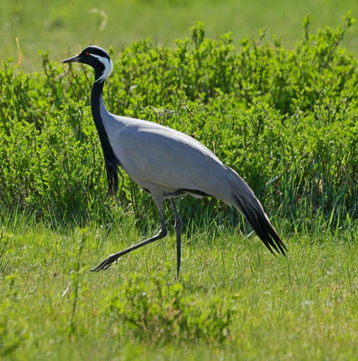 Telli Turna - ML647674147