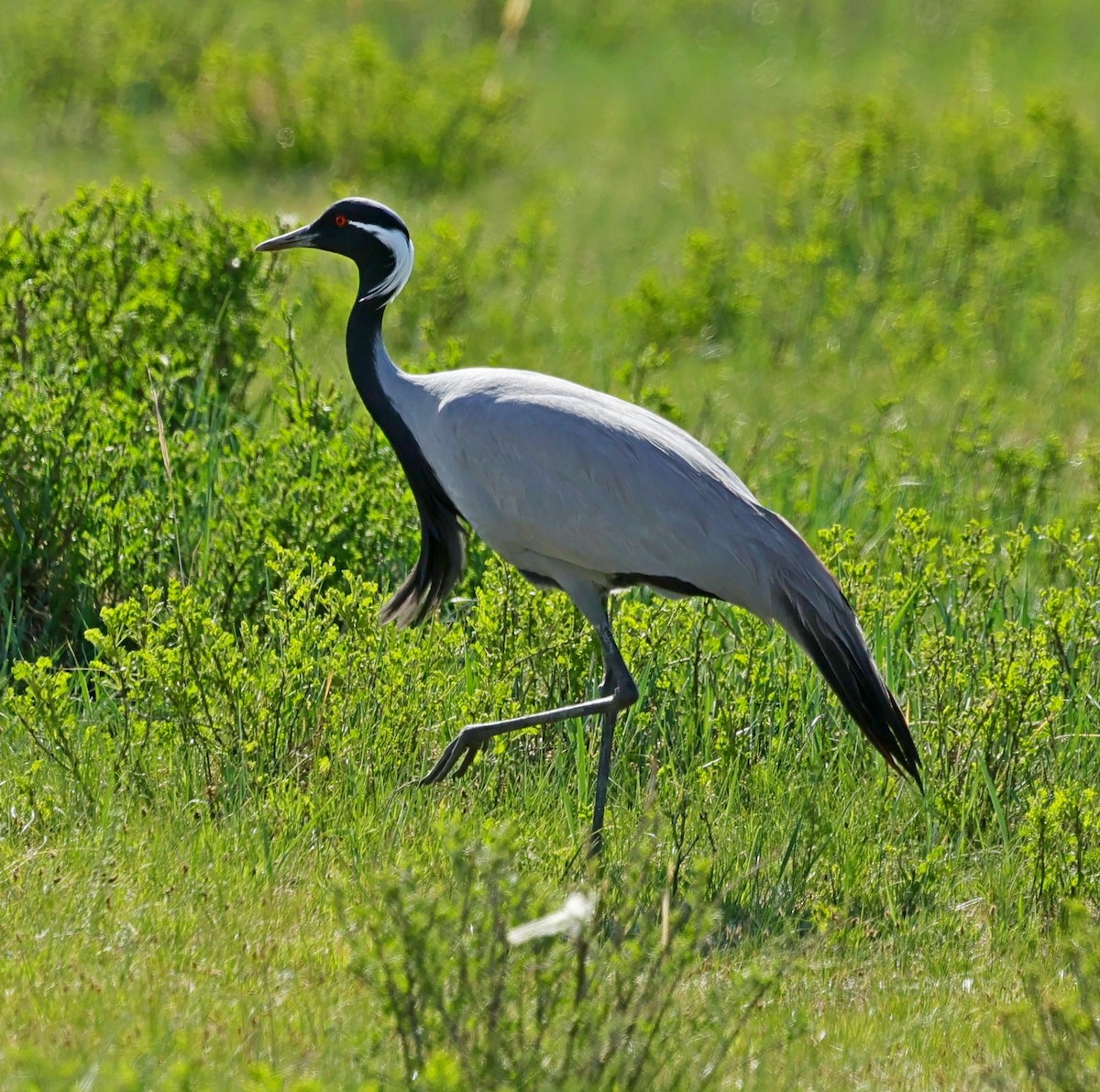 Telli Turna - ML647674148