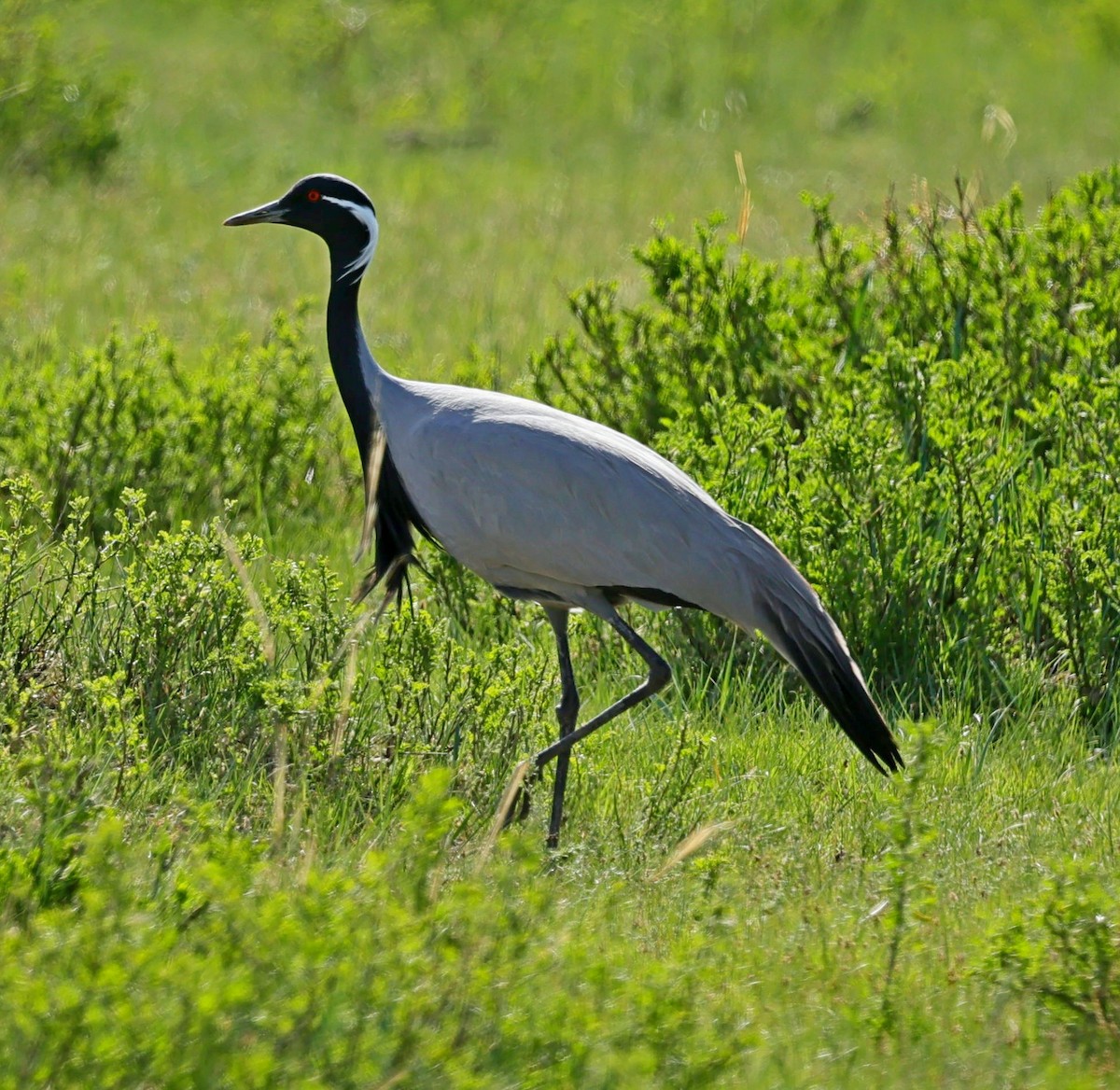 Telli Turna - ML647674149