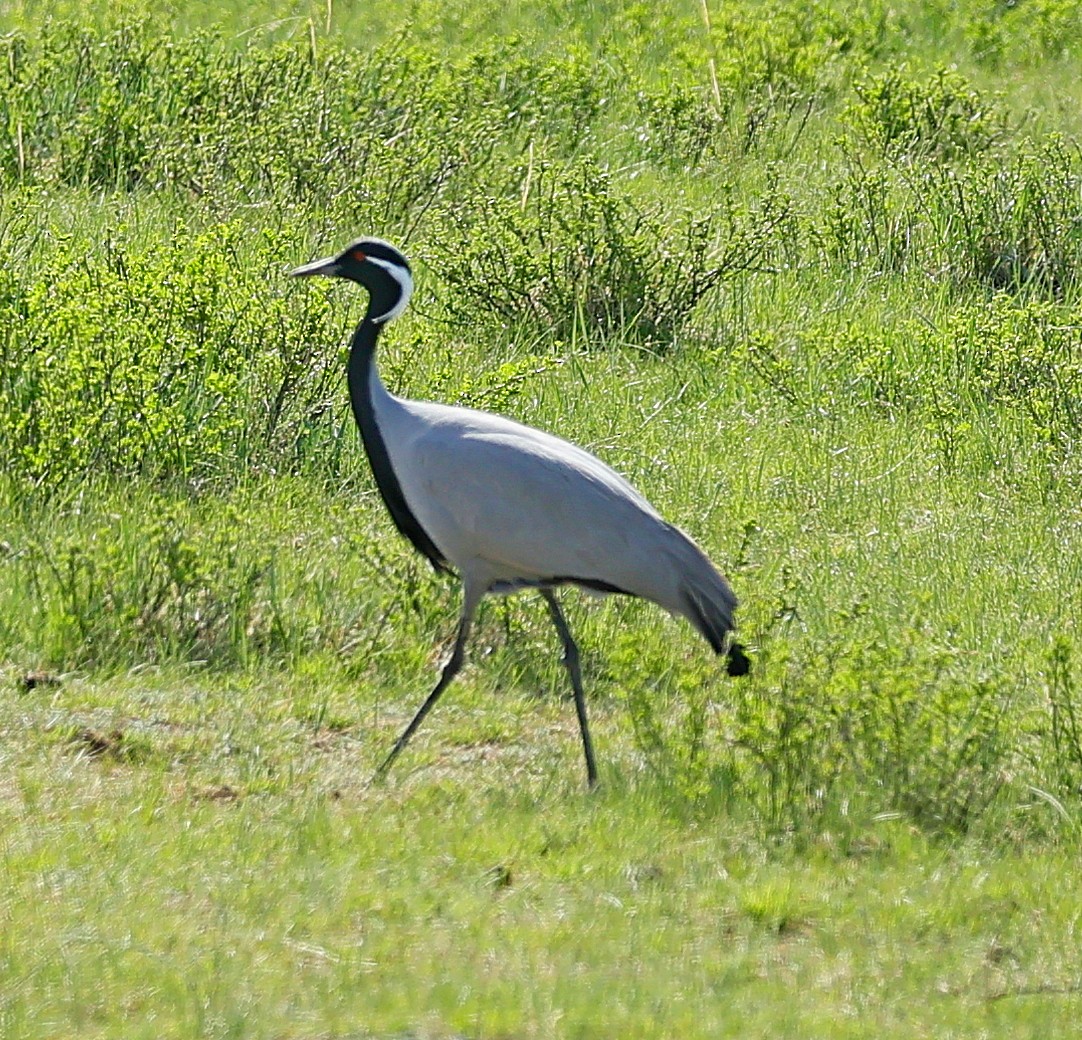 Telli Turna - ML647674151