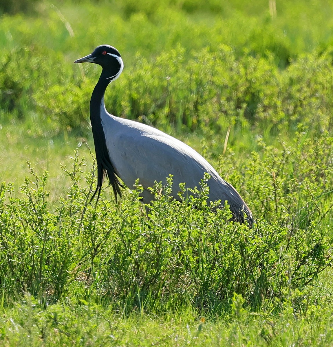 Telli Turna - ML647674152