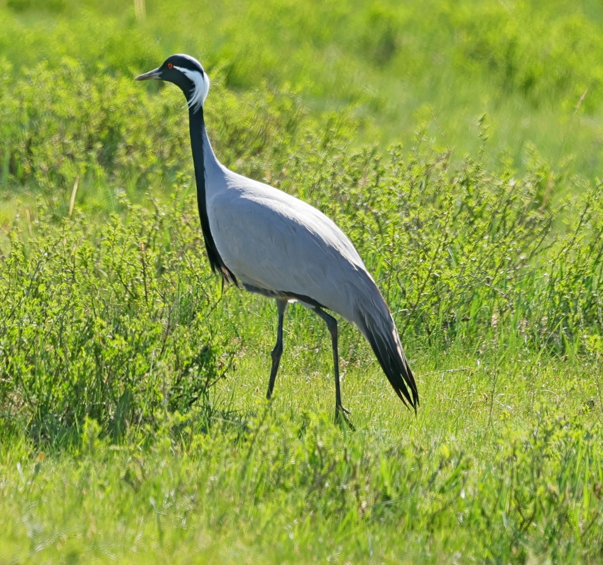 Telli Turna - ML647674153