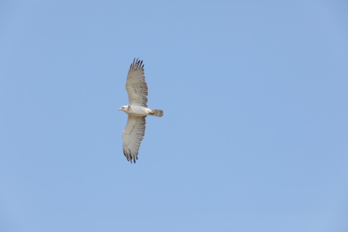 Short-toed Snake-Eagle - ML647674168