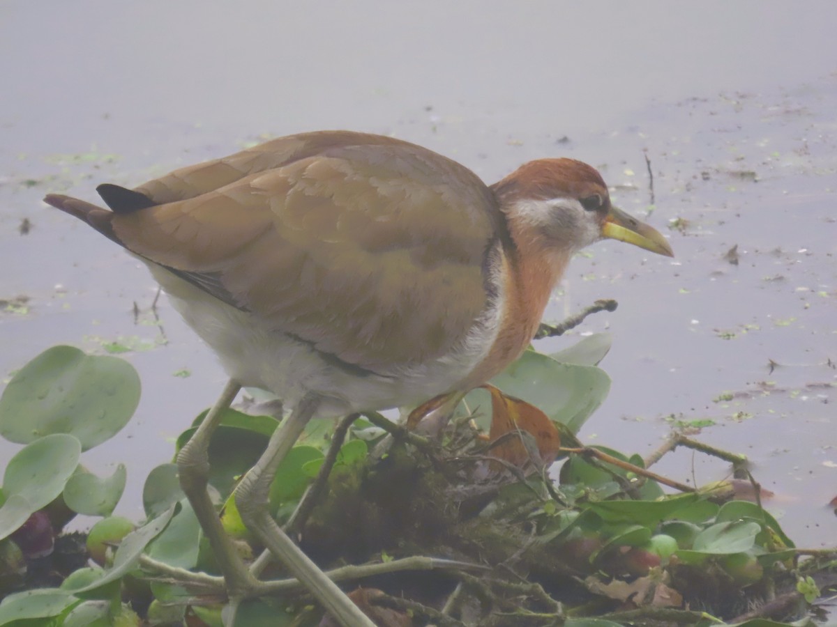 Bronze-winged Jacana - ML647674181