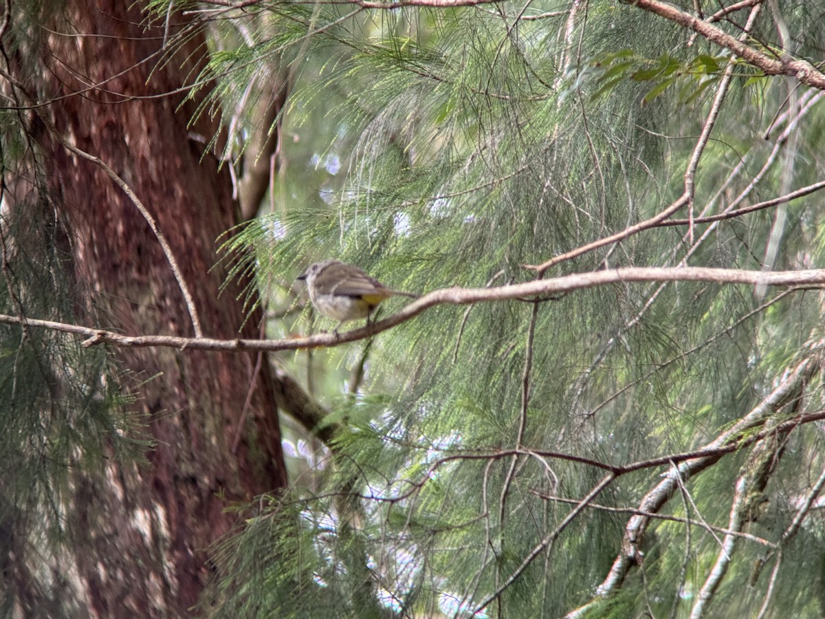 Brown Gerygone - ML647674259