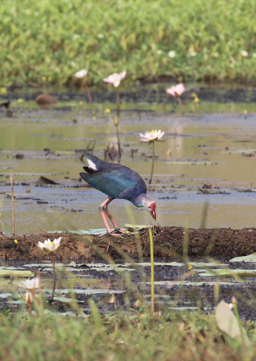 Gray-headed Swamphen - ML647674271