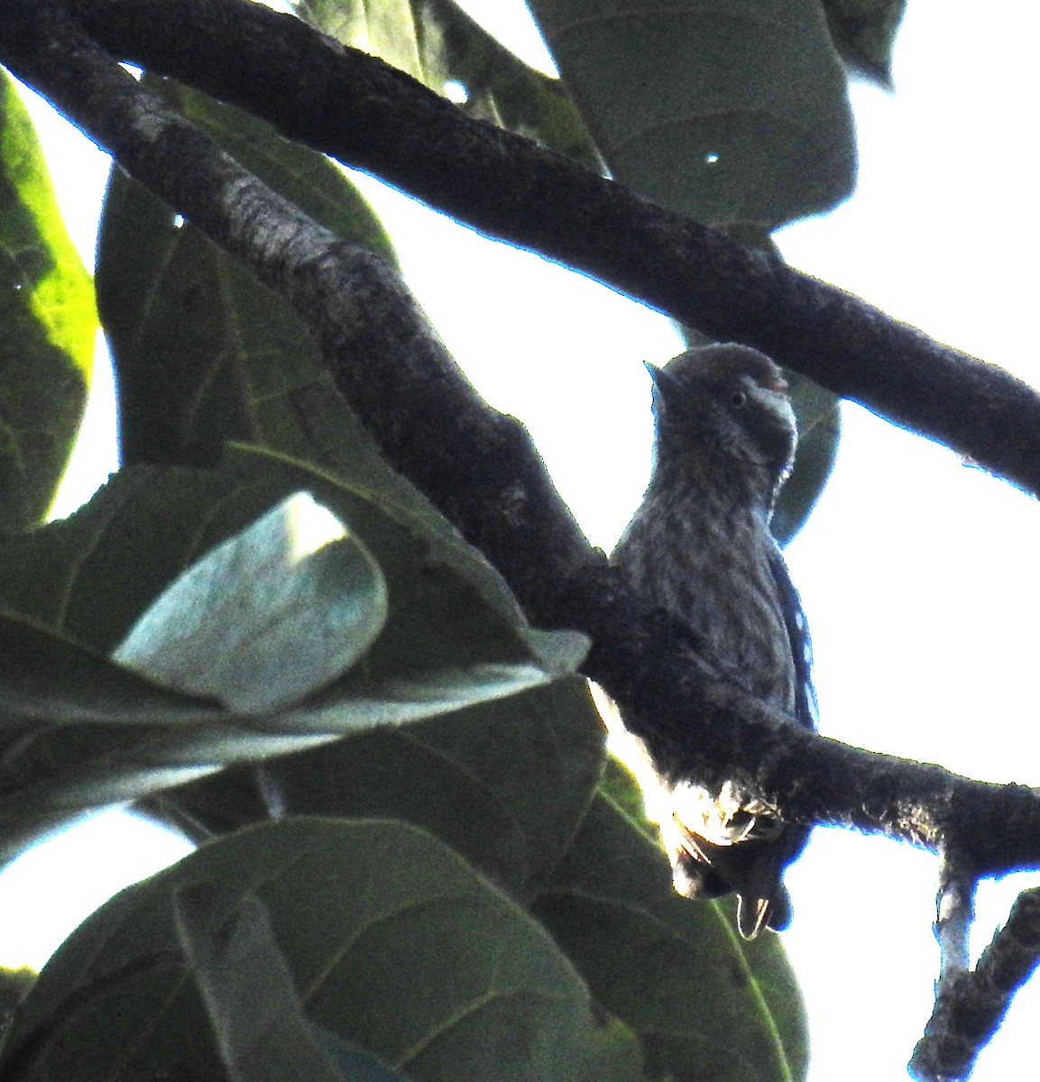 Brown-capped Pygmy Woodpecker - ML647674272