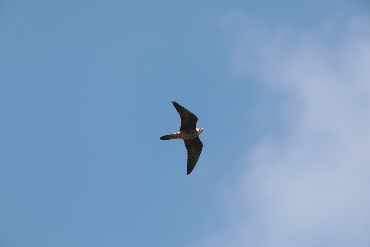 Алет - ML647674273