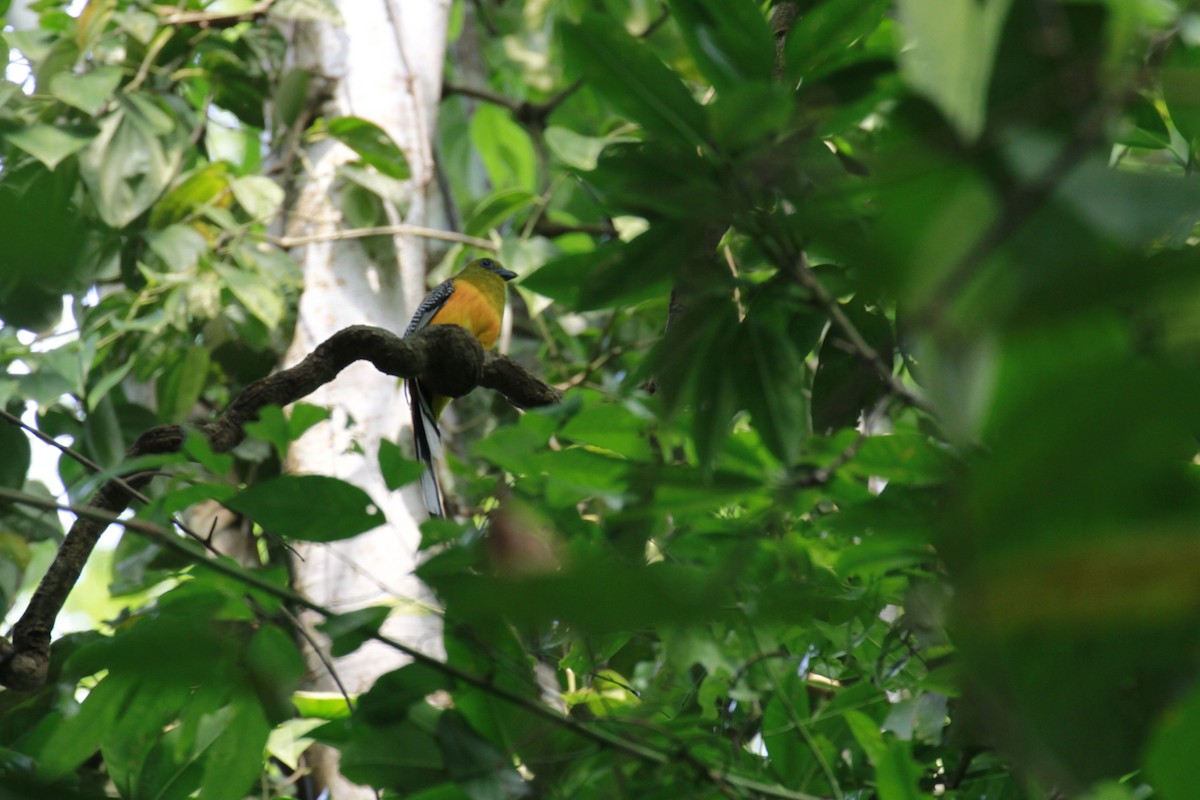 olivenhodetrogon - ML647674284