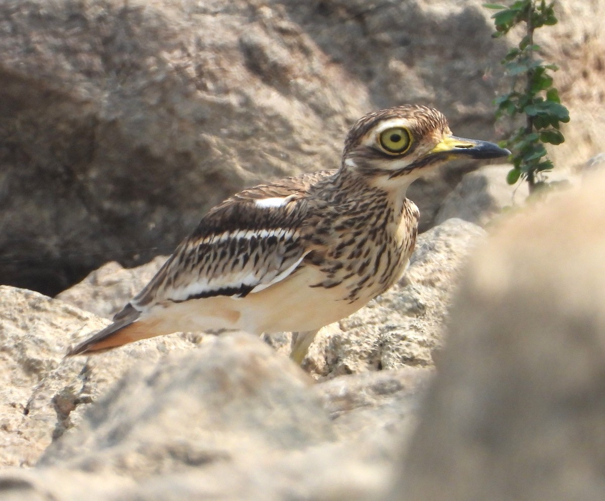 Indian Thick-knee - ML647674286