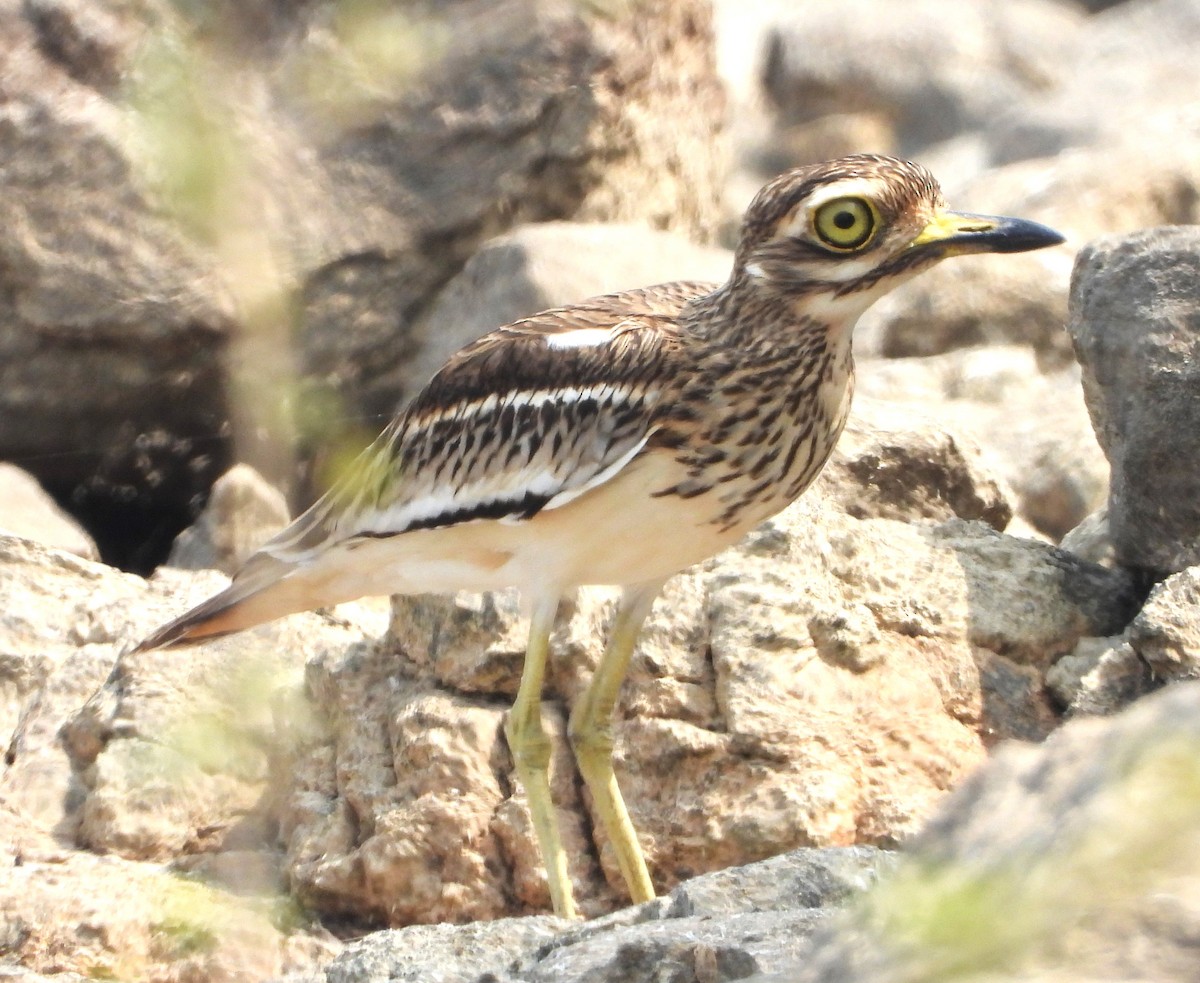 Indian Thick-knee - ML647674288