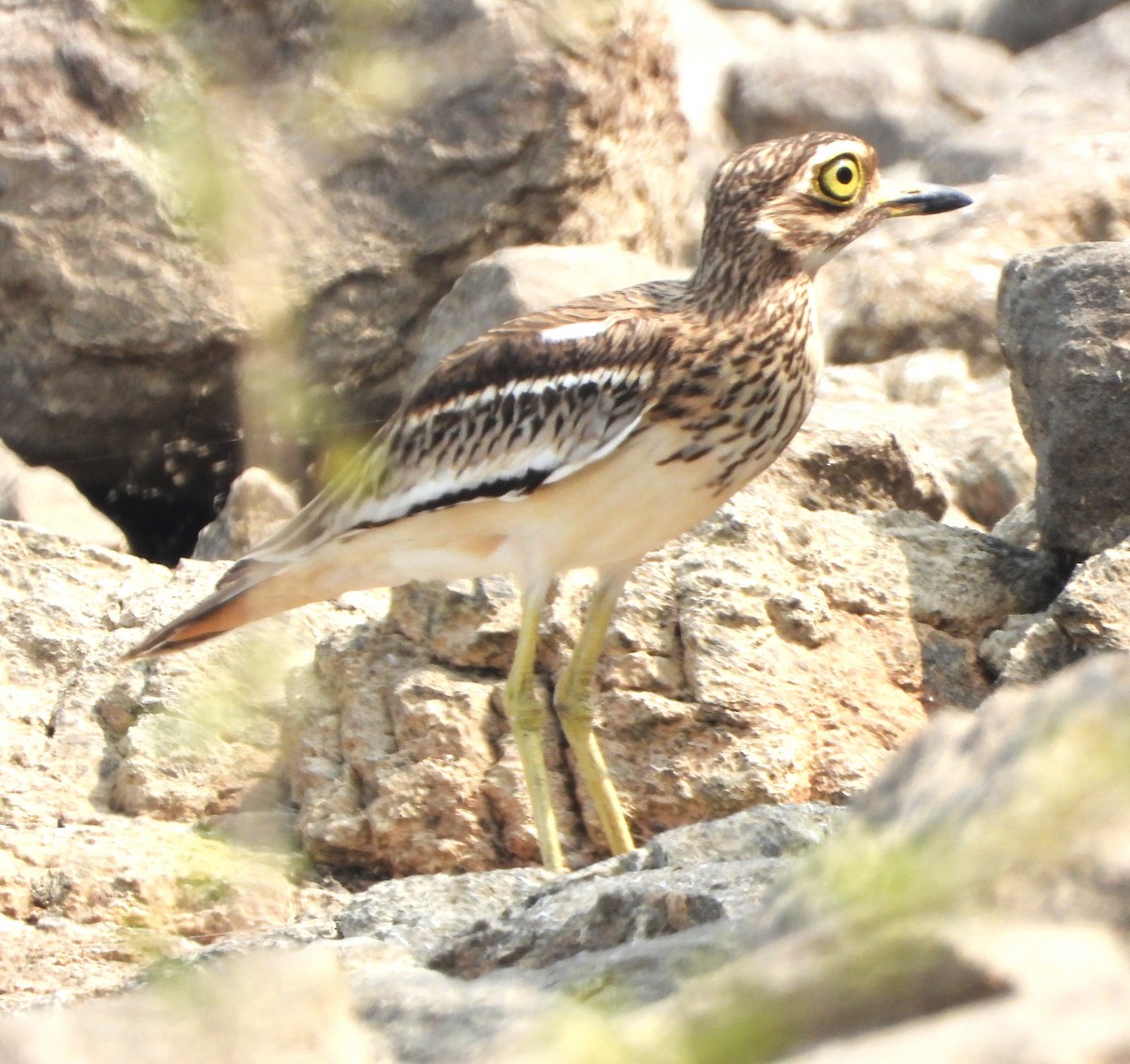 Indian Thick-knee - ML647674290